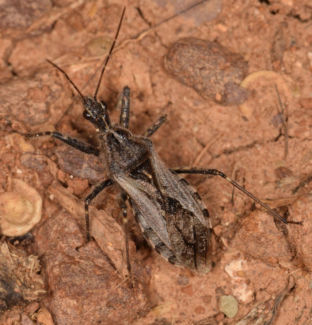 Reduviidae: Coranus tuberculifer Reuter, 1881